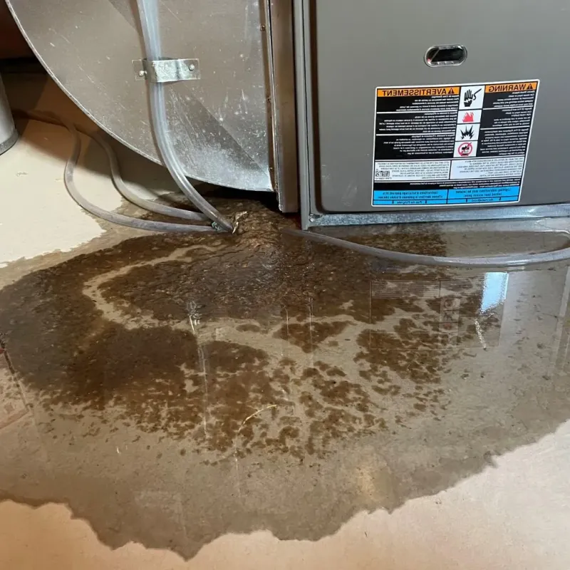 Pipe Burst and Leak Restoration in Citrus Park, AZ
