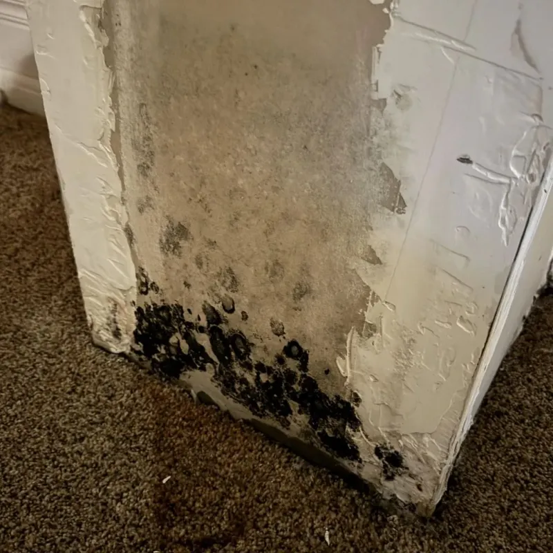 Professional Mold Removal in Citrus Park, AZ